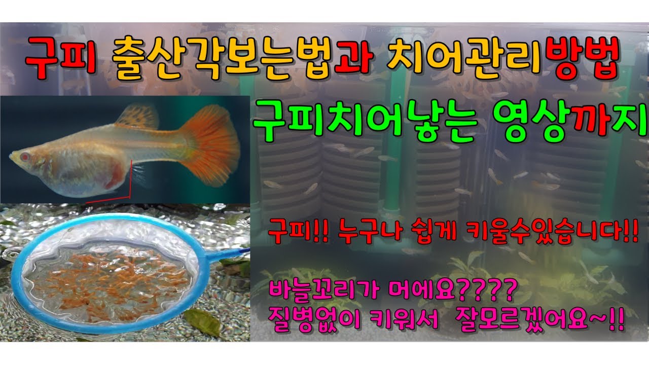 더이상 #구피치어 죽이지 않기 #구피출산각보는법 #치어관리방법 #구피출산!!(치어낳는영상)[김군패밀리의 행복한생활Tv]
