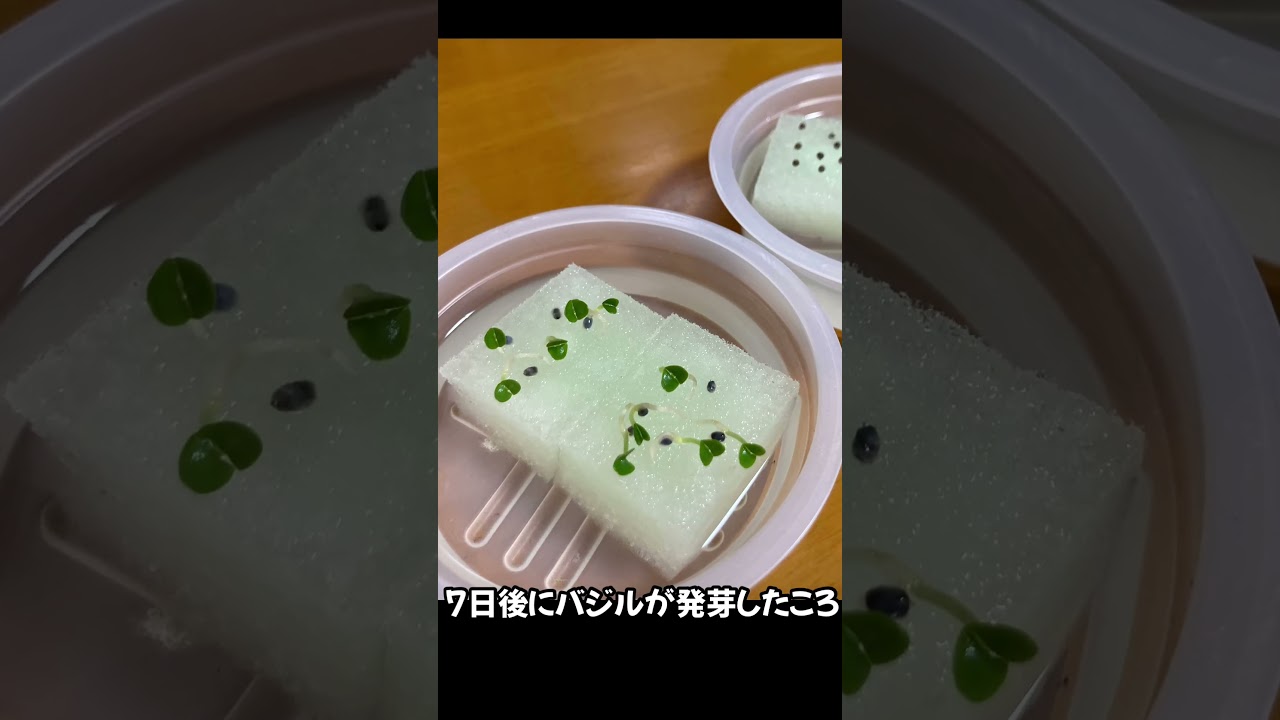 青しそ(大葉)とバジル水耕栽培