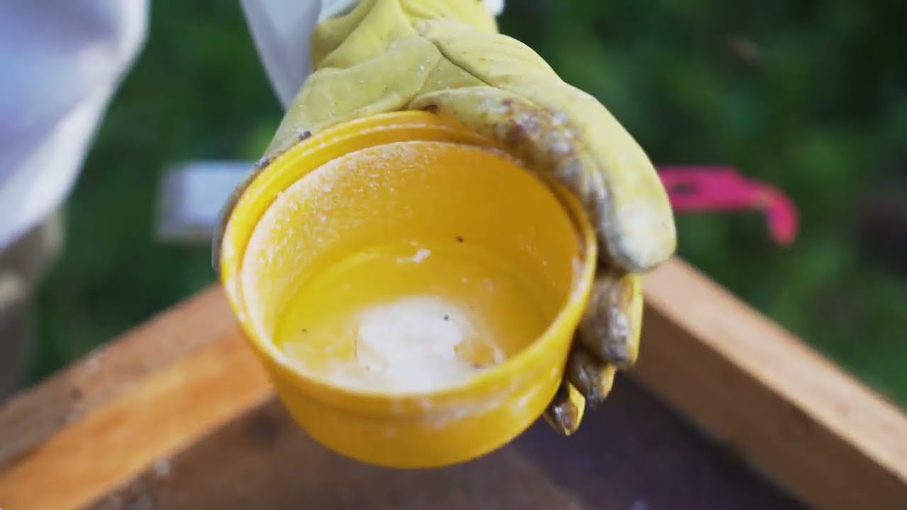 Tuto 3 : mesure du taux d'infestation par le varroa
