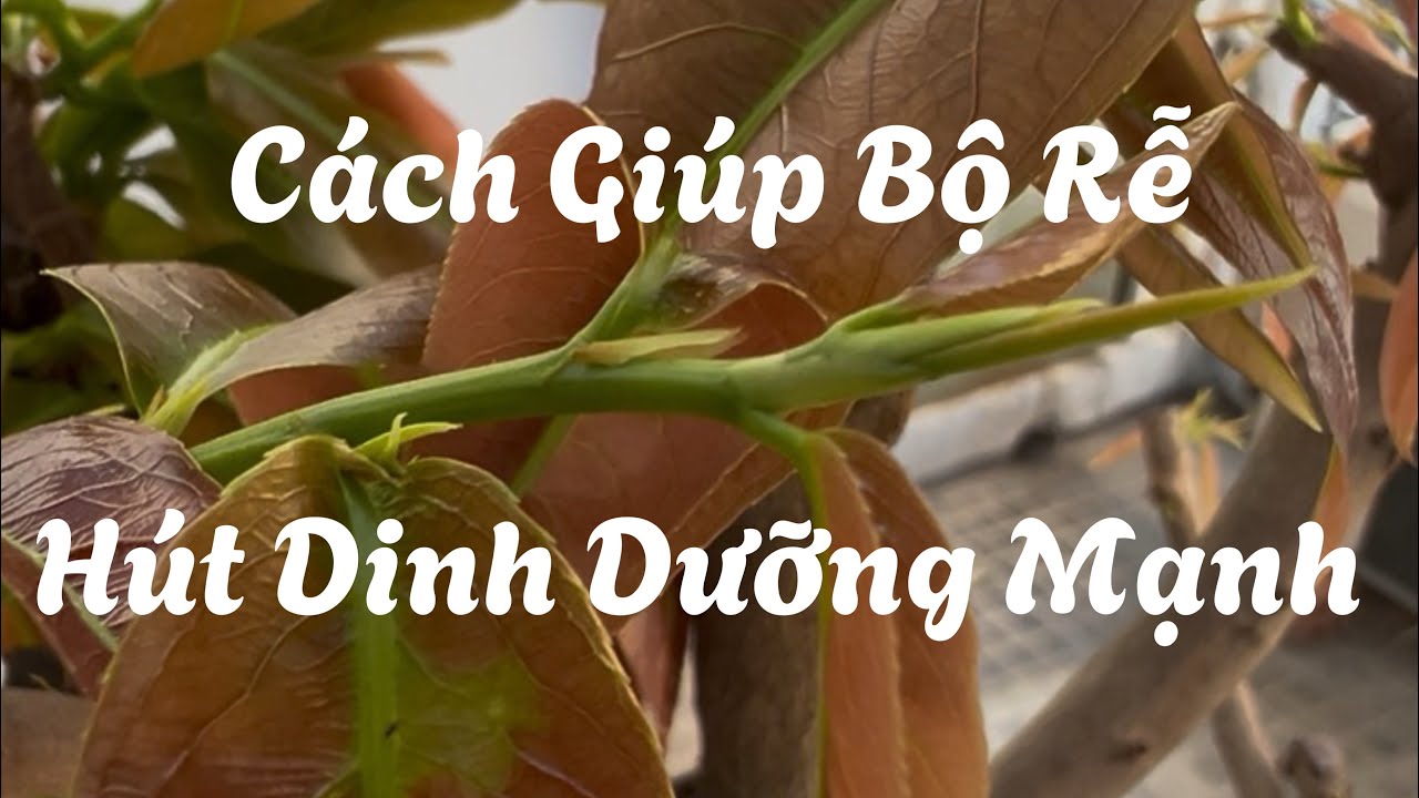 Cách Giúp Bộ Rễ Hút Dinh Dưỡng Mạnh . 
