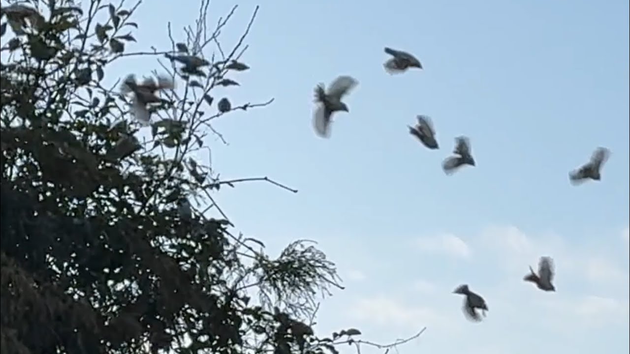 【過去最大の】とうとう天敵の狩場に？手乗りスズメちゃん大ピンチ【危機】