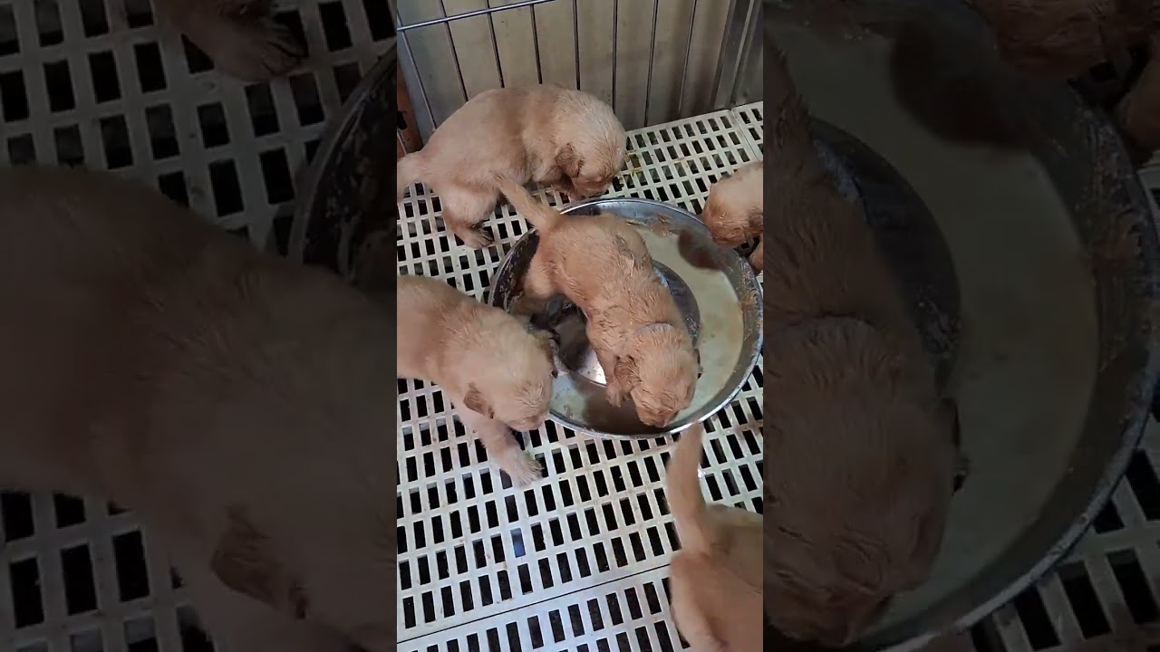 HOW MANY DAYS A PUPPY CAN EAT SOFT FOOD? | HOW TO FEED YOUR PUPPY A ROYAL CANIN STARTER MOUSSE?