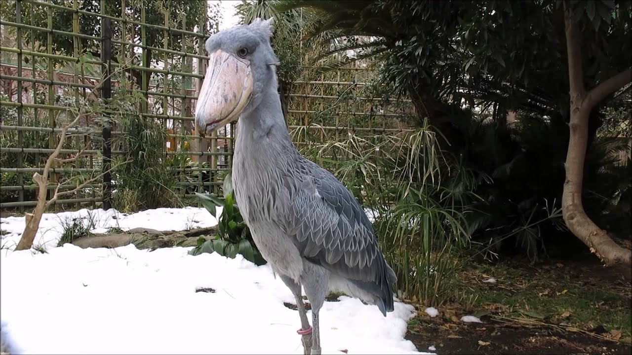 網越しに飼育係りさんに挨拶するハシビロコウ