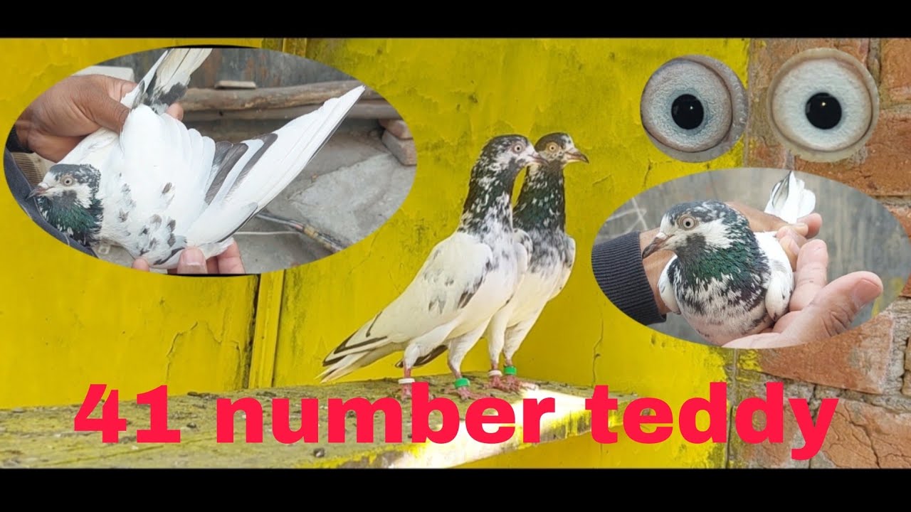 03244753622 Chaudhari wale Teddy breeder kabutar sthaniya Nazeer Bloodline 1 female