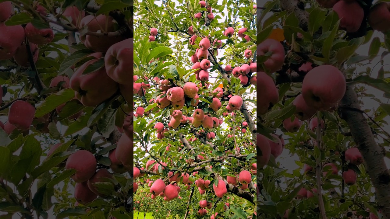 Apple🍎🍎🍎garden/tree of kashmir💚#shorts