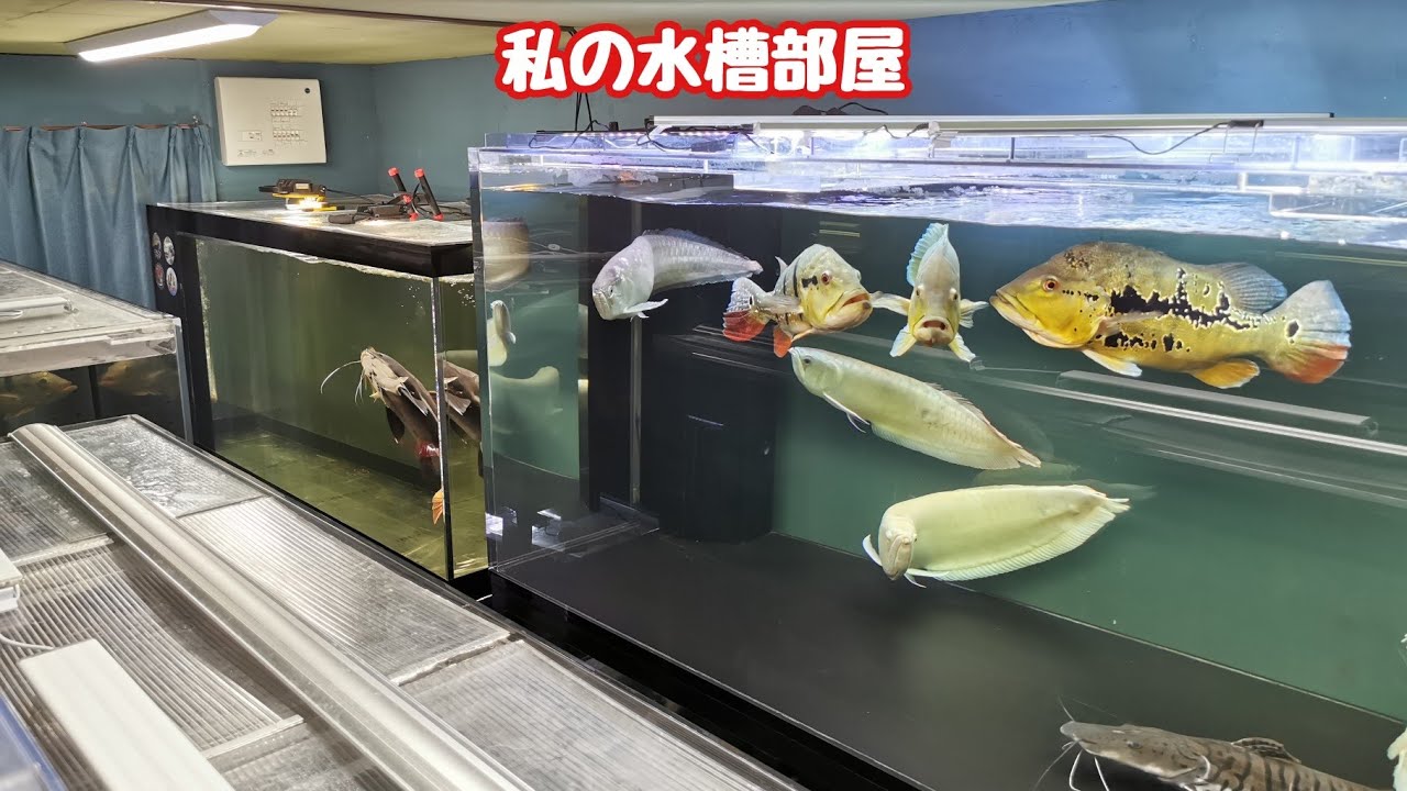 大型魚を中心にアクアリウムを楽しんでいる私の水槽部屋の水槽をすべて紹介！