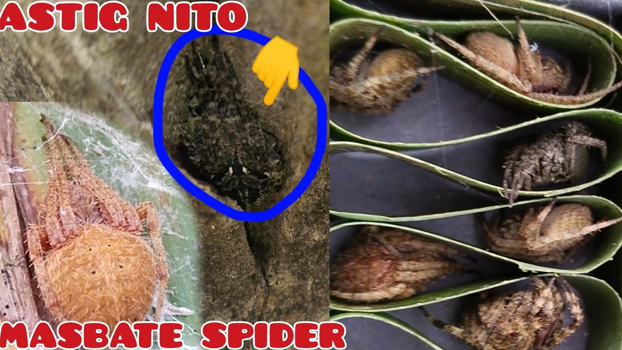 Spider hUNTINg, Ang Ganda Ng nahuli Kong GAGAMBA sa poste ..copino hunt