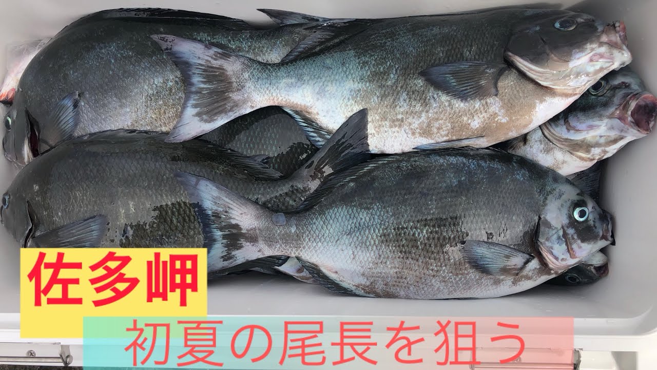 【磯釣り】鹿児島県佐多岬の尾長場　スノ瀬で尾長チャレンジ！