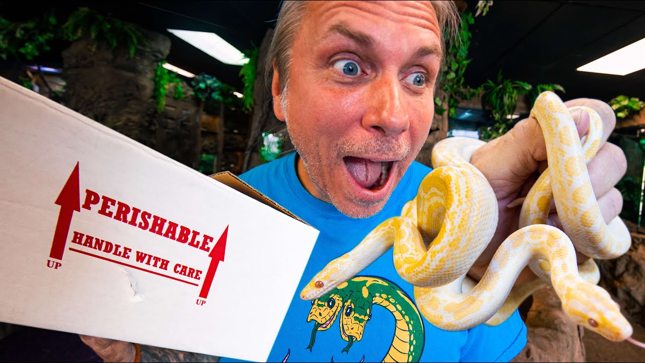UNBOXING RARE ALBINO RAINBOW SNAKES!! | BRIAN BARCZYK