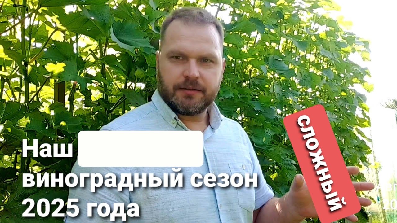 Виноградный сезон 2025 года в Беларуси