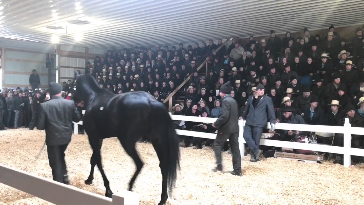 Amish Horse Sale Record Breaking Horse
