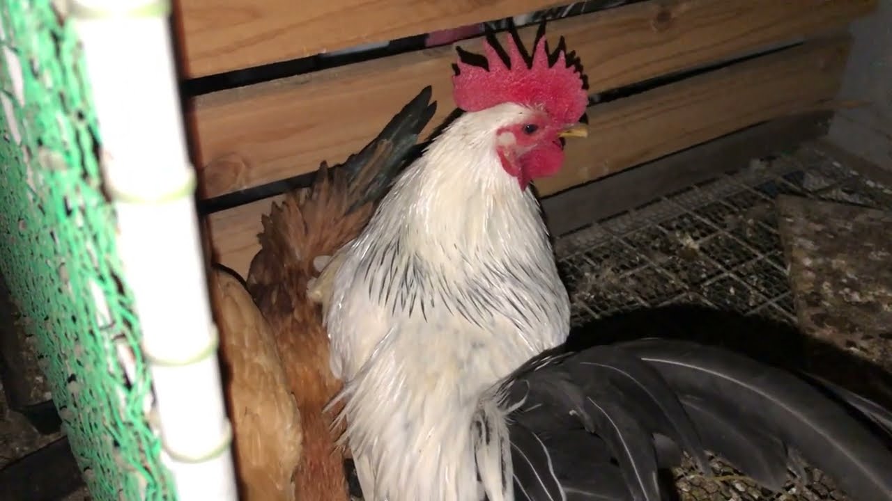 A rooster with two chicks under its armpits #mypetdn #birds #cute #animals #funny #gatre #gacanh