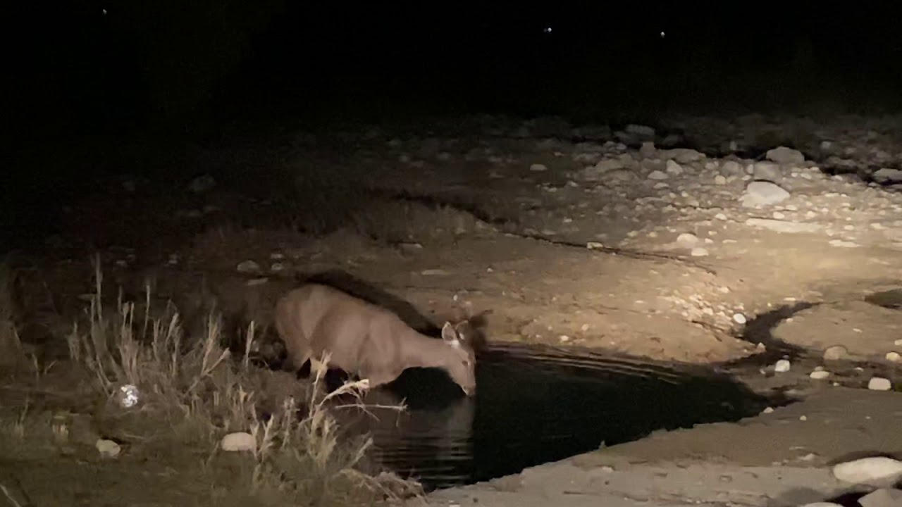 Jim Corbett Tiger Call Night Thrill Jan 2020