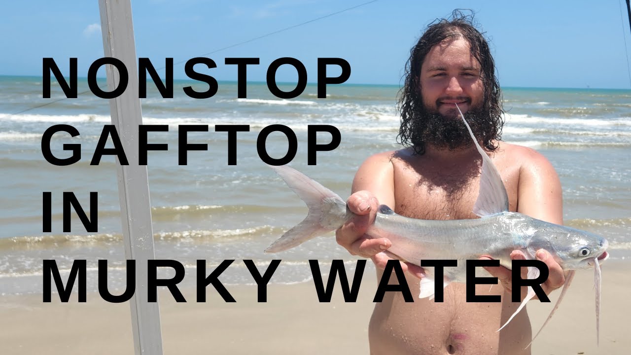 TONS of Gafftop Sail Fish from the Beach! (Catch and Cook)