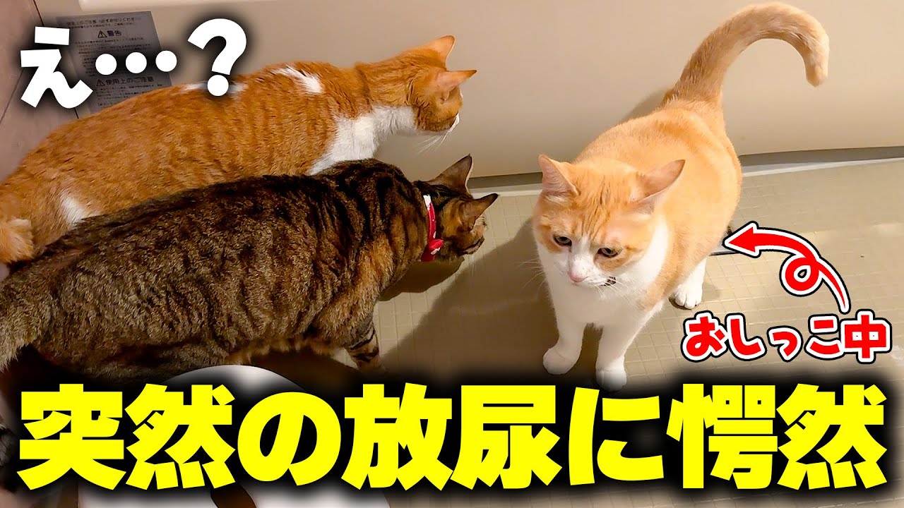 お風呂場での突然の放尿に、居合わせた猫たちが理解不能になりました