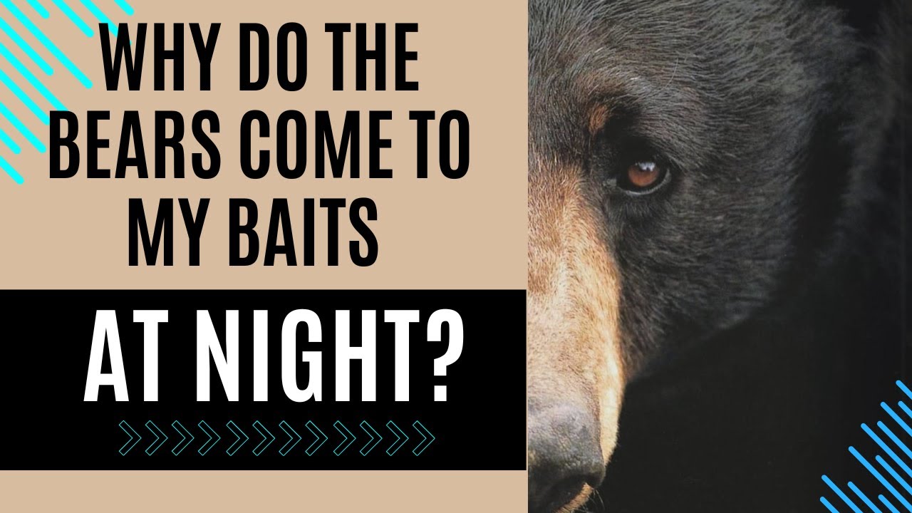 How to hunt nocturnal bears | Get night time bears to come in daylight