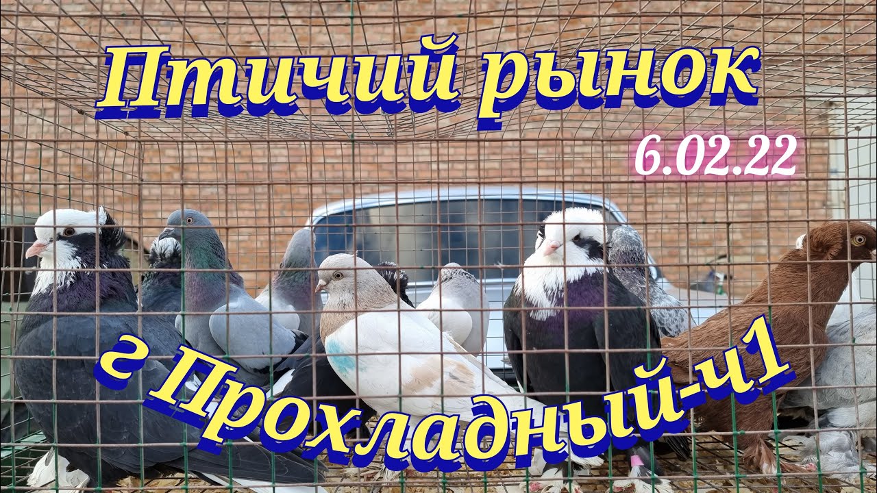 Голуби цены Птичий рынок г Прохладный