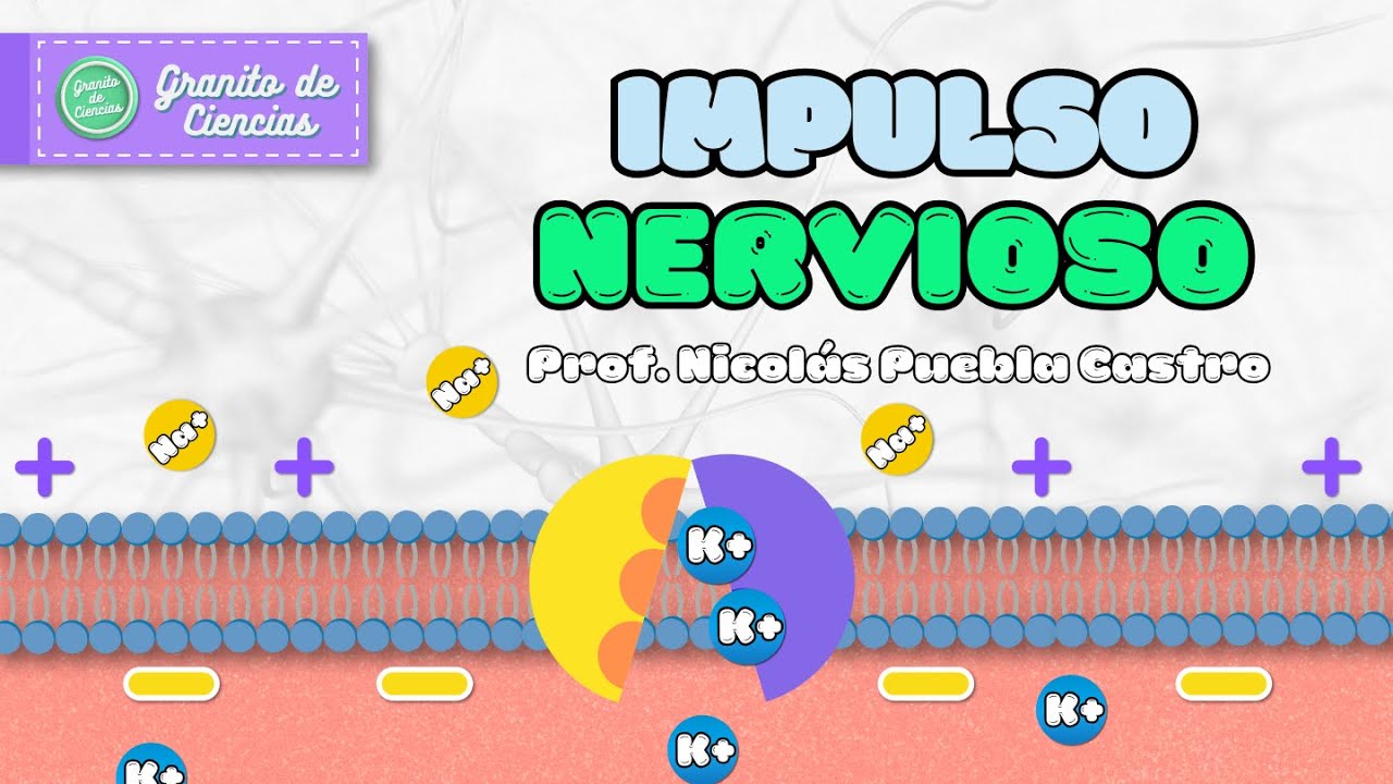 El IMPULSO NERVIOSO, el lenguaje eléctrico de nuestras neuronas