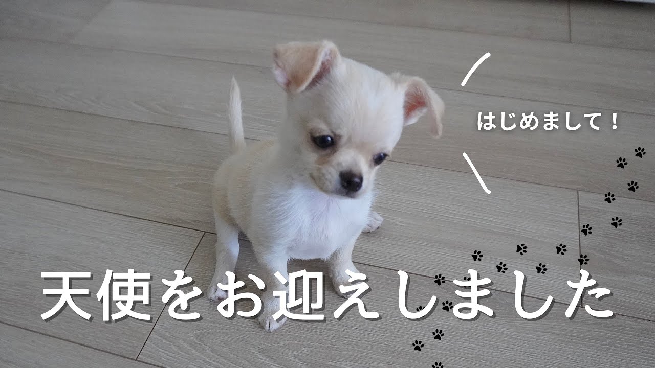 【チワワお迎え】ウチのスムースチワワサムくんです