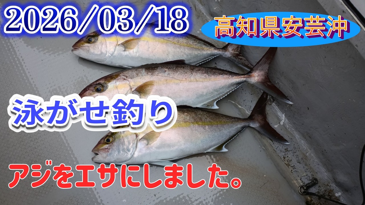 安芸のハマちゃんで泳がせ釣り！俺のアジは美味いぞ！