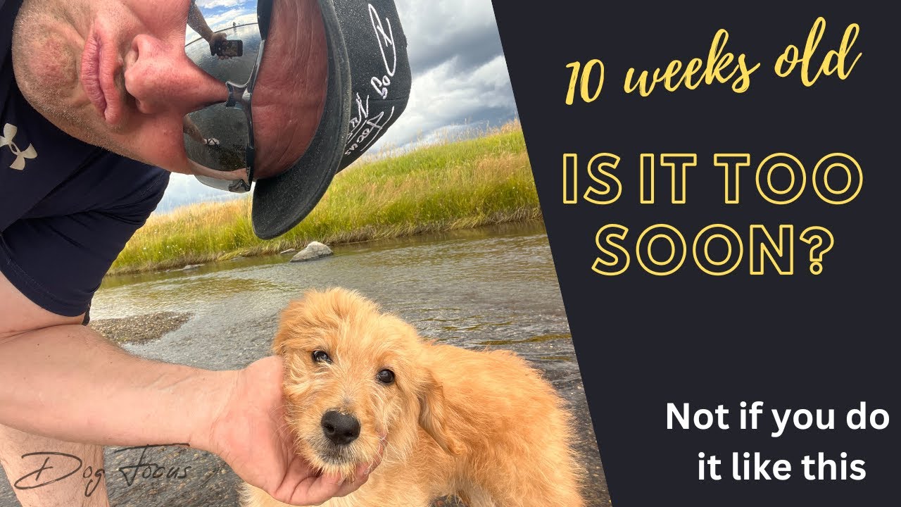 Puppy Swimming Lessons // The BEST way to teach a young dog to swim