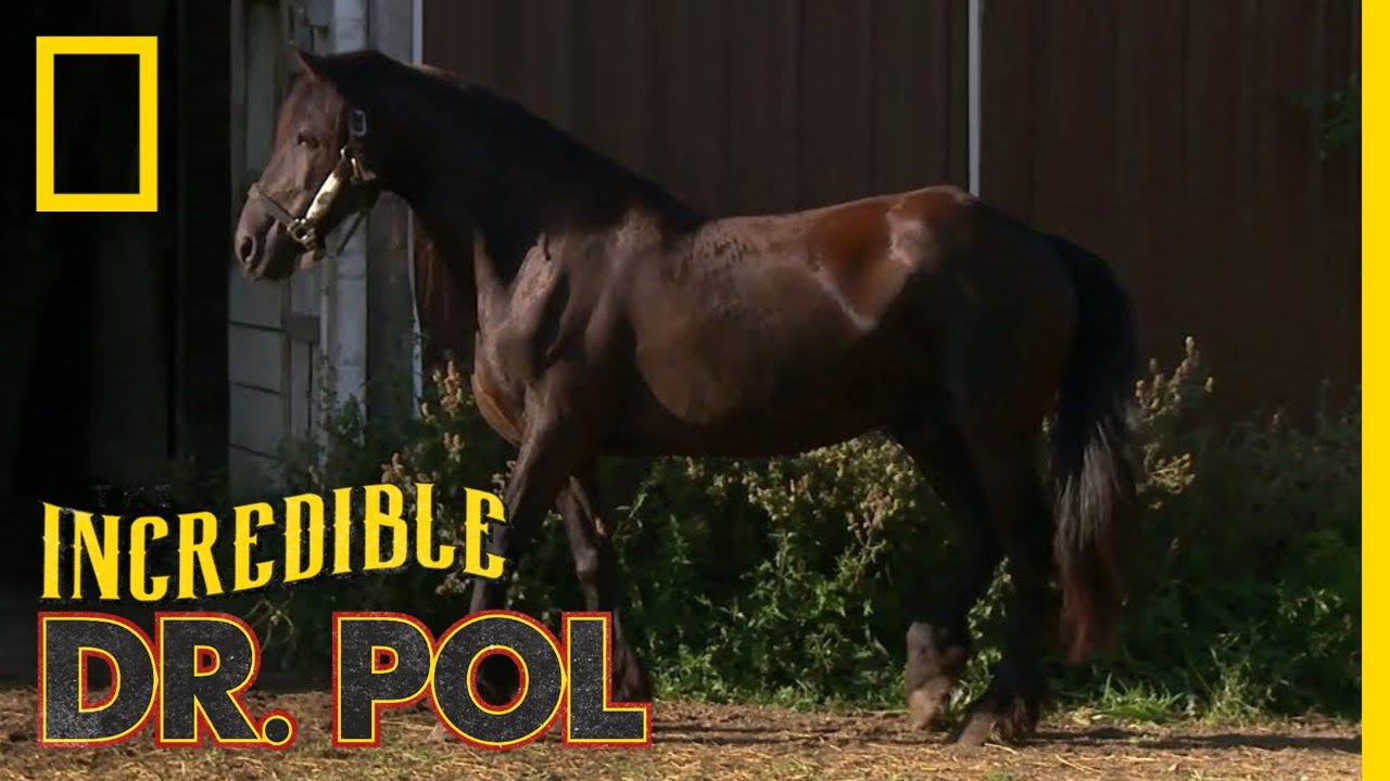 Horse Hoof Problems | The Incredible Dr. Pol