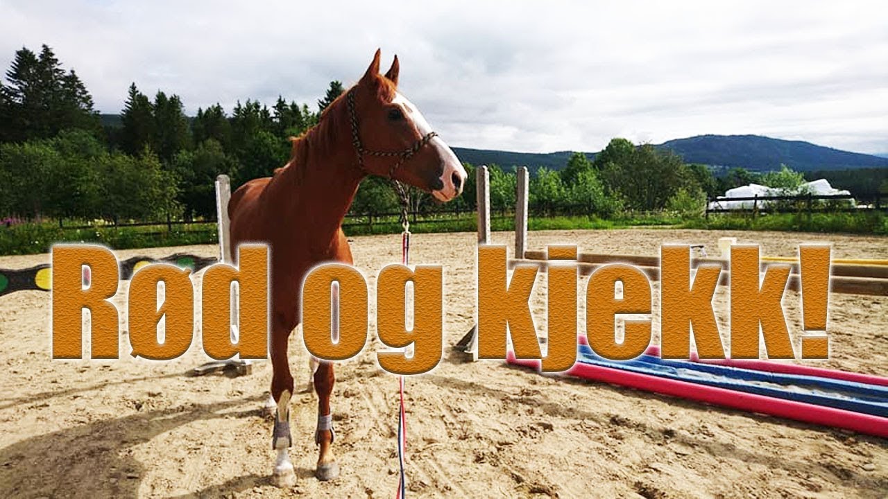 VLOGG: DOS EQUIS!