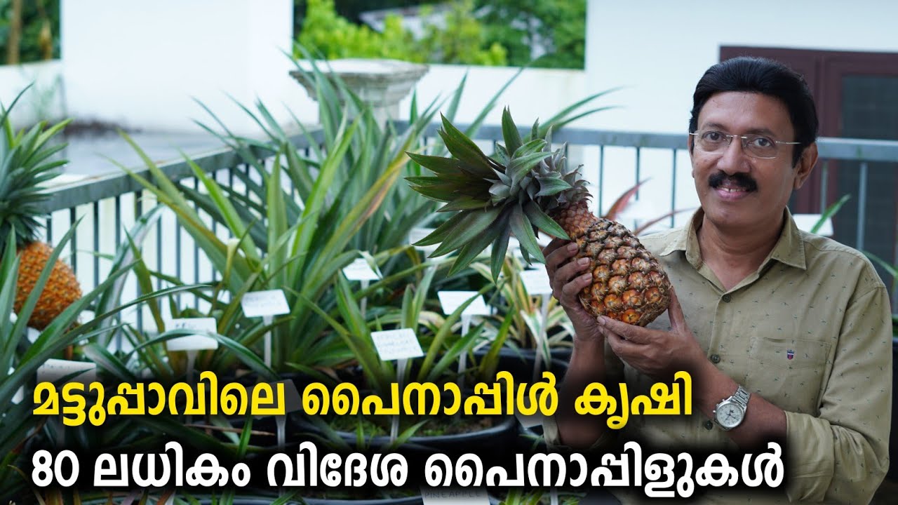 പൈനാപ്പിൾ കൃഷിയിലൂടെ മികച്ച വരുമാനം  എങ്ങനെ നേടാം | Rare Fruit Plants