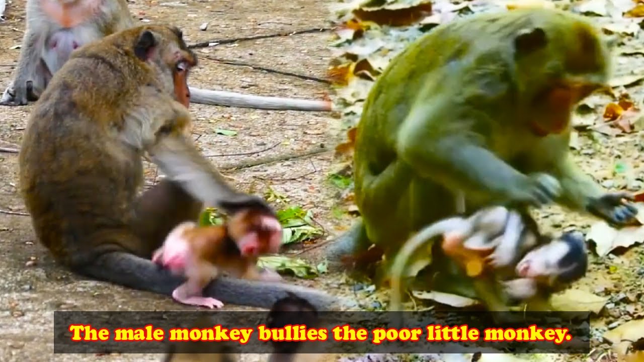 The big bad monkey kept bullying the baby monkey, the mother monkey couldn't protect it.