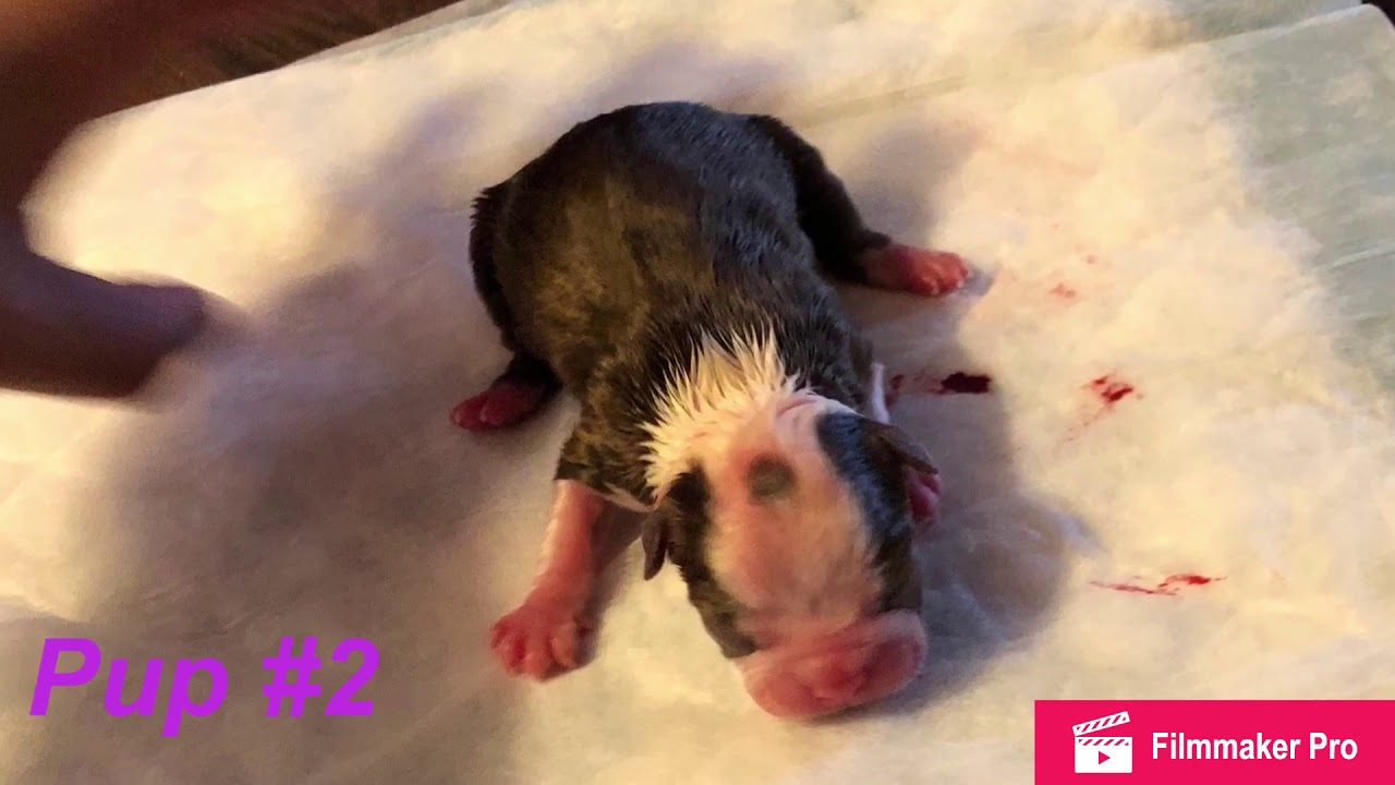 *GRAPHIC* Labor & Delivery of 9 Boston Terrier puppies