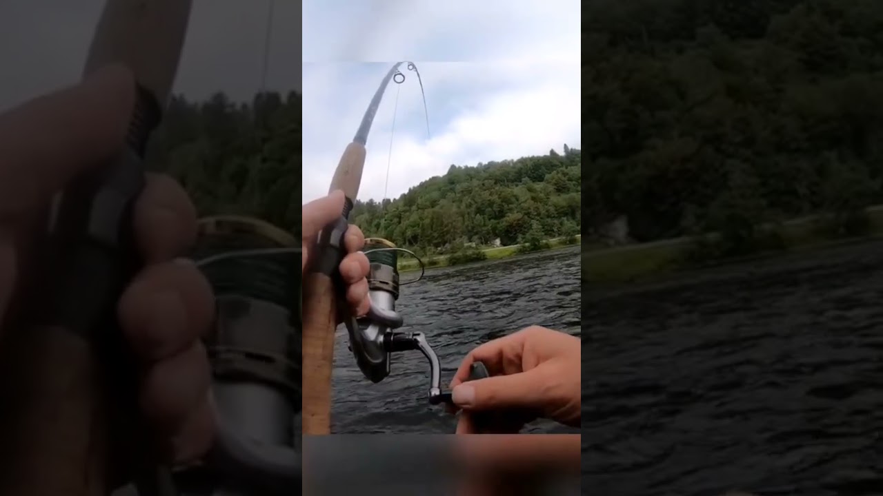 Salmon fishing /Spinnfishing #fishing #foxnfishing #atlanticsalmon