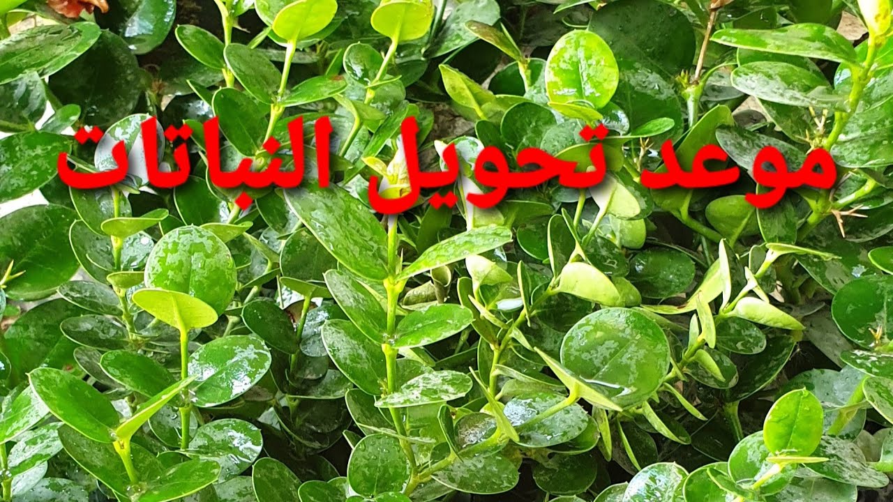 اوقات تحويل النباتات