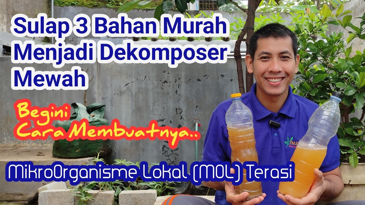 Как сделать Mol (местные микроорганизмы) из пасты из креветок [просто, дешево и полезно]