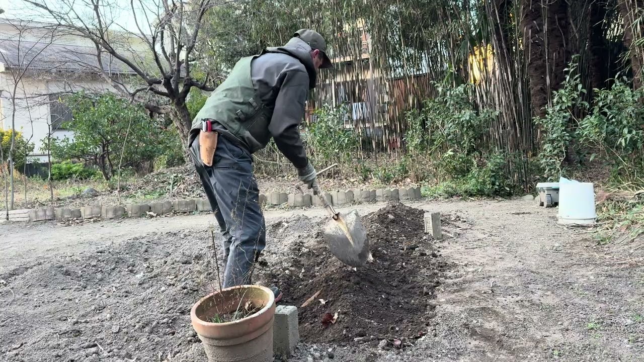 🪴 First Pea Planting of 2026 with Bamboo Lattice – Japan Garden