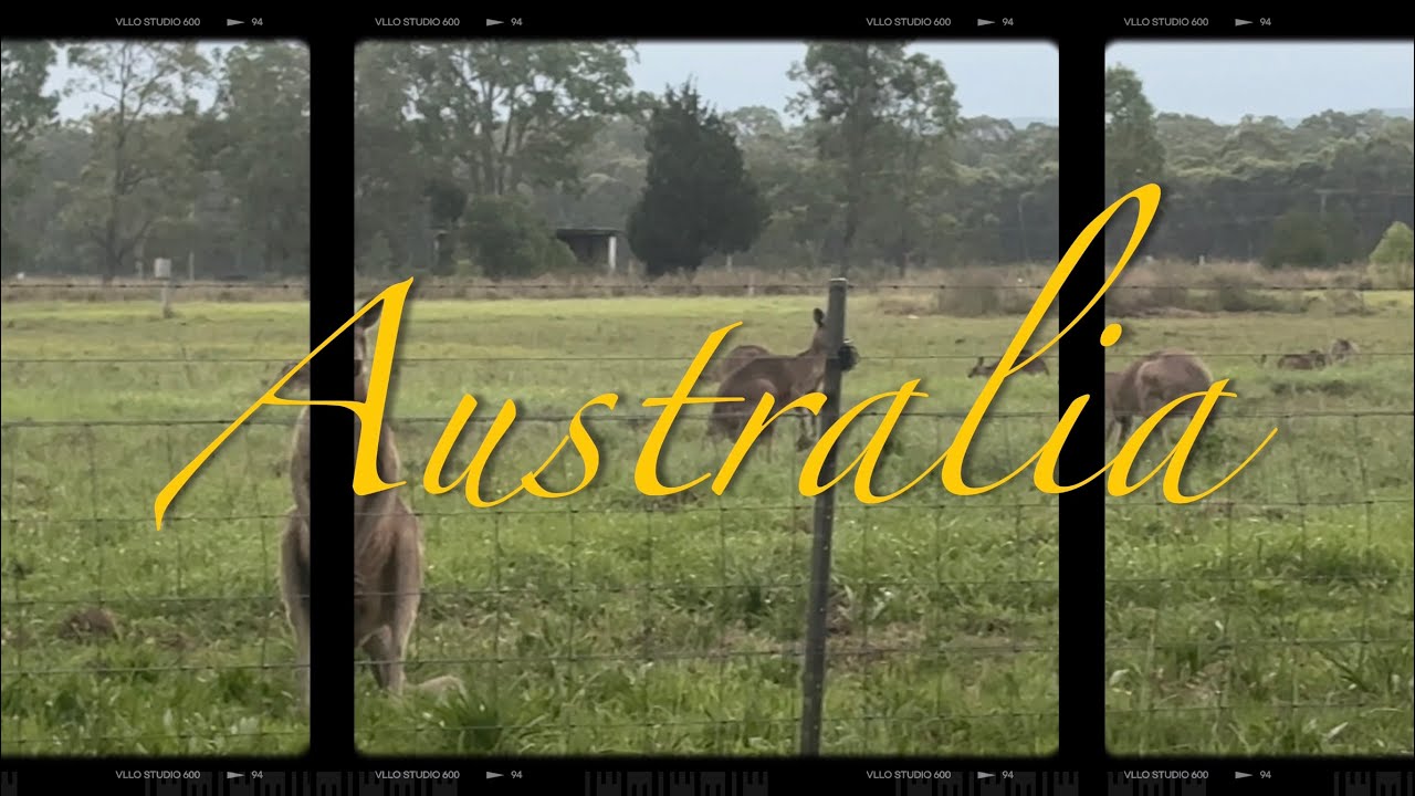 Australia Animals Collection/ 호주 동물 콜렉션🇦🇺🦘🇦🇺🦘🇦🇺🦘