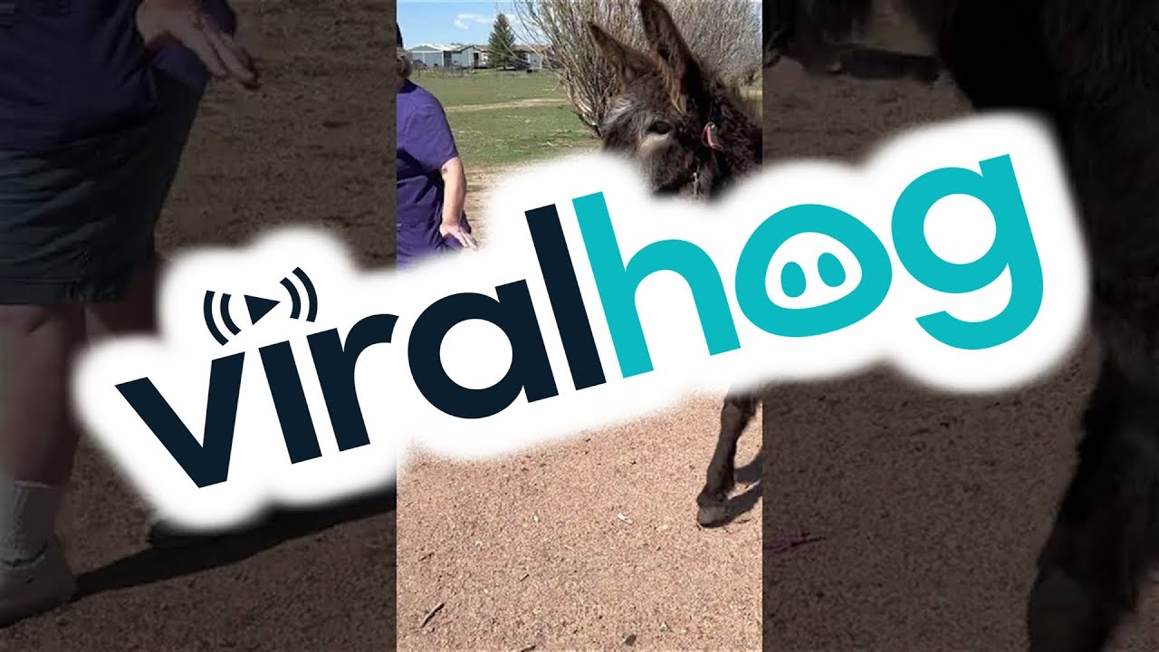 Rescued Donkey Gets First Friends in Twenty Years || ViralHog