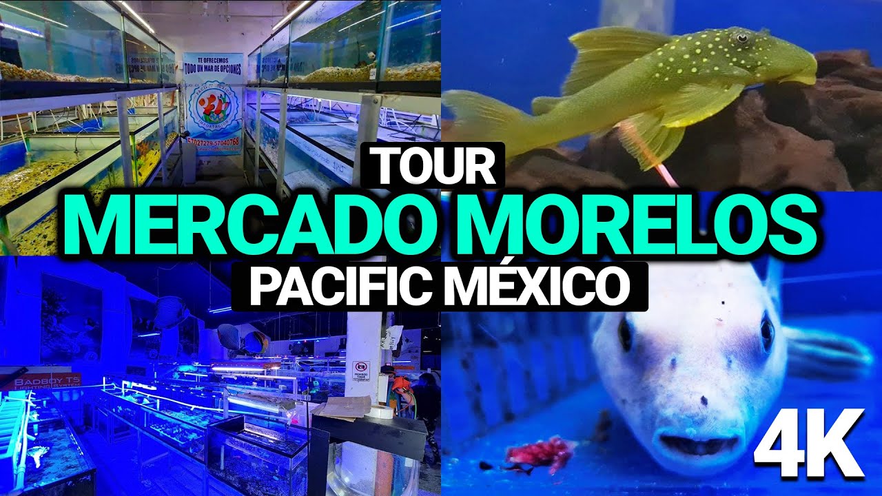 Visitando PACIFIC MÉXICO en el MERCADO MORELOS (Con precios y en 4K)