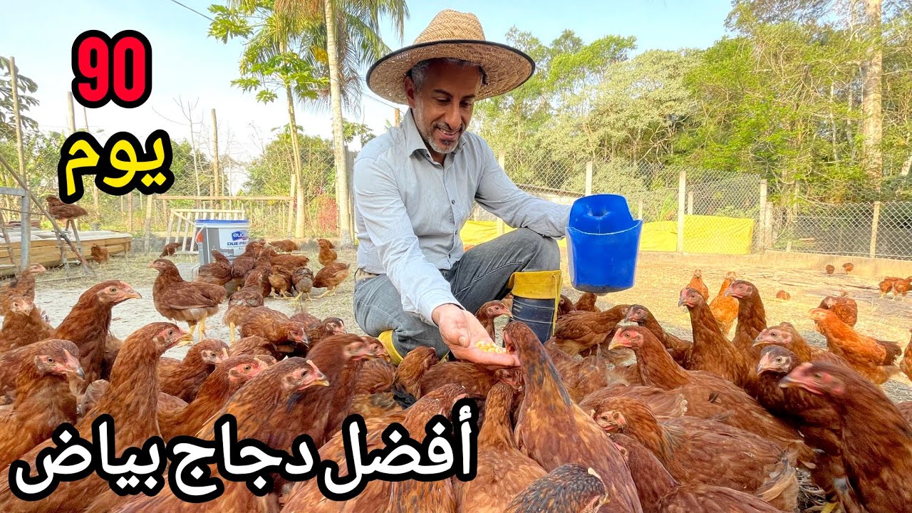 مشروع الدجاج البياض # 8 🐔 دورة تربية من عمر يوم 🐣