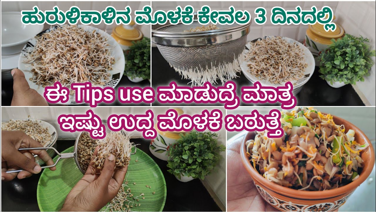 ಹುರುಳಿಕಾಳು ದಪ್ಪ ಮತ್ತು ಉದ್ದವಾದ ಮೊಳಕೆ ಬರುವಂತೆ 3 ದಿನಗಳಲ್ಲಿ ತಯಾರಿಸುವ ವಿಧಾನ Horse Gram Sprouts #sprouts