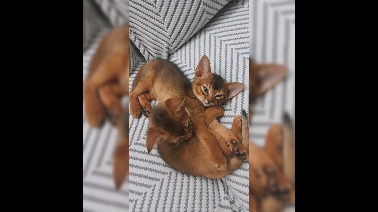 7-week-old Abyssinians growing strong and healthy 🐱💛 Still loving Mom’s milk! 