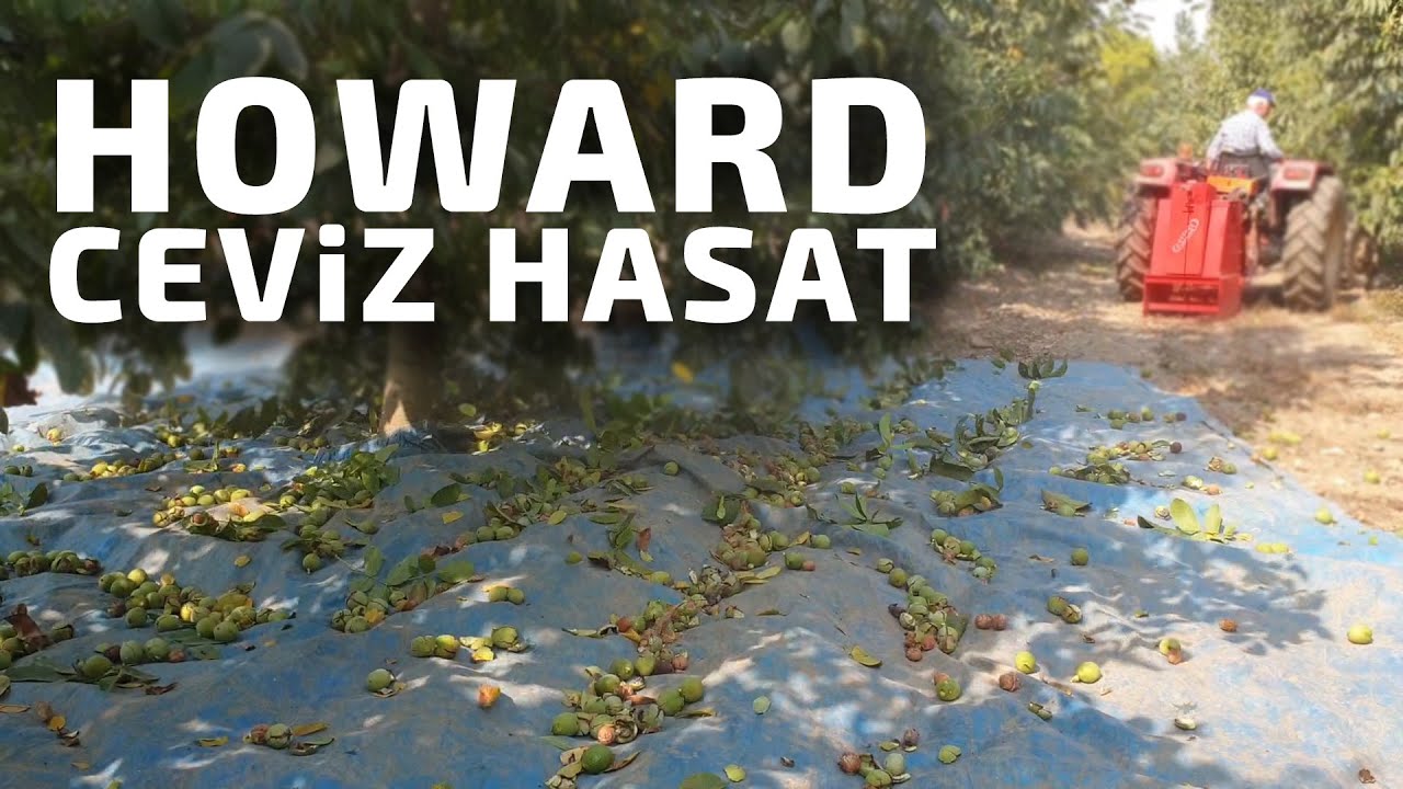 Howard Ceviz Hasadı #CevizHasat2019  (7 Yaşında Howard Ceviz Bah&ccedil;esi)