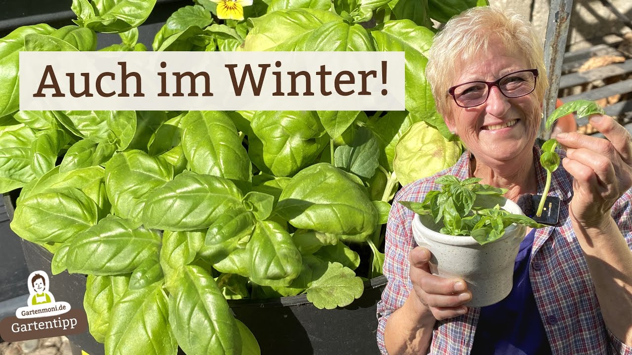 Damit du auch im Winter frisches Basilikum hast: Ohne kaufen