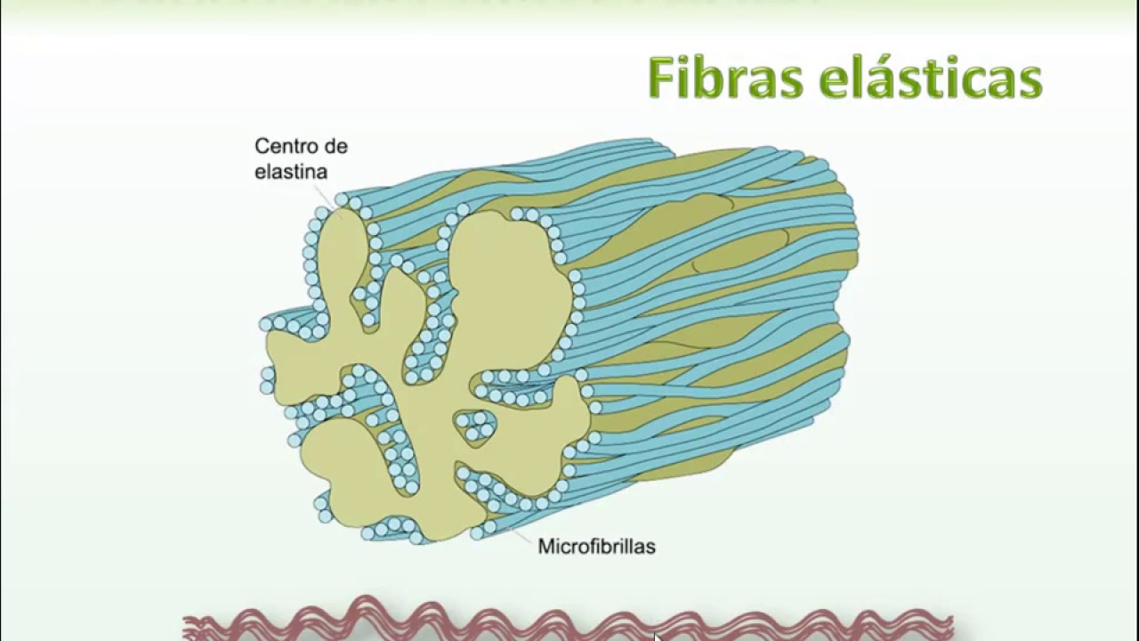 5  Fibras Reticulares y El&aacute;sticas