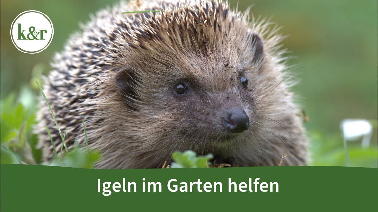Igel im Garten: So helfen sie ihm