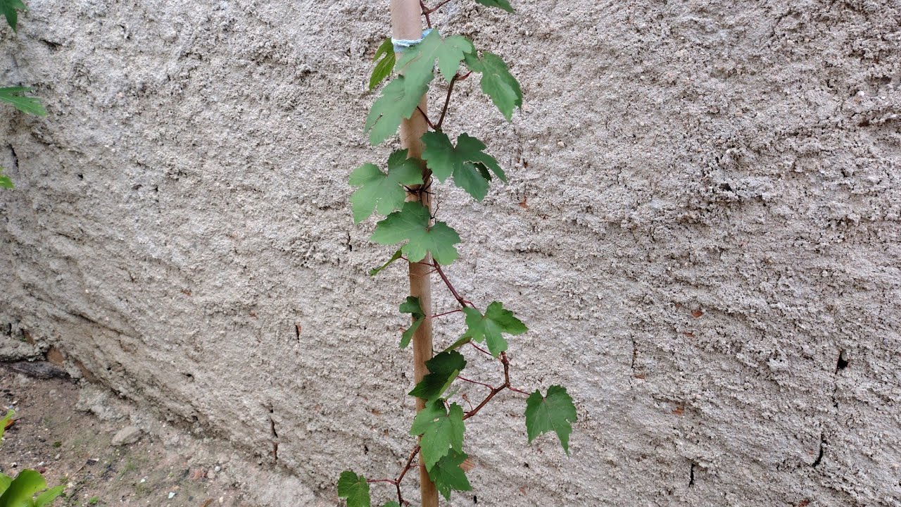 Dia de podar o pé de uva 