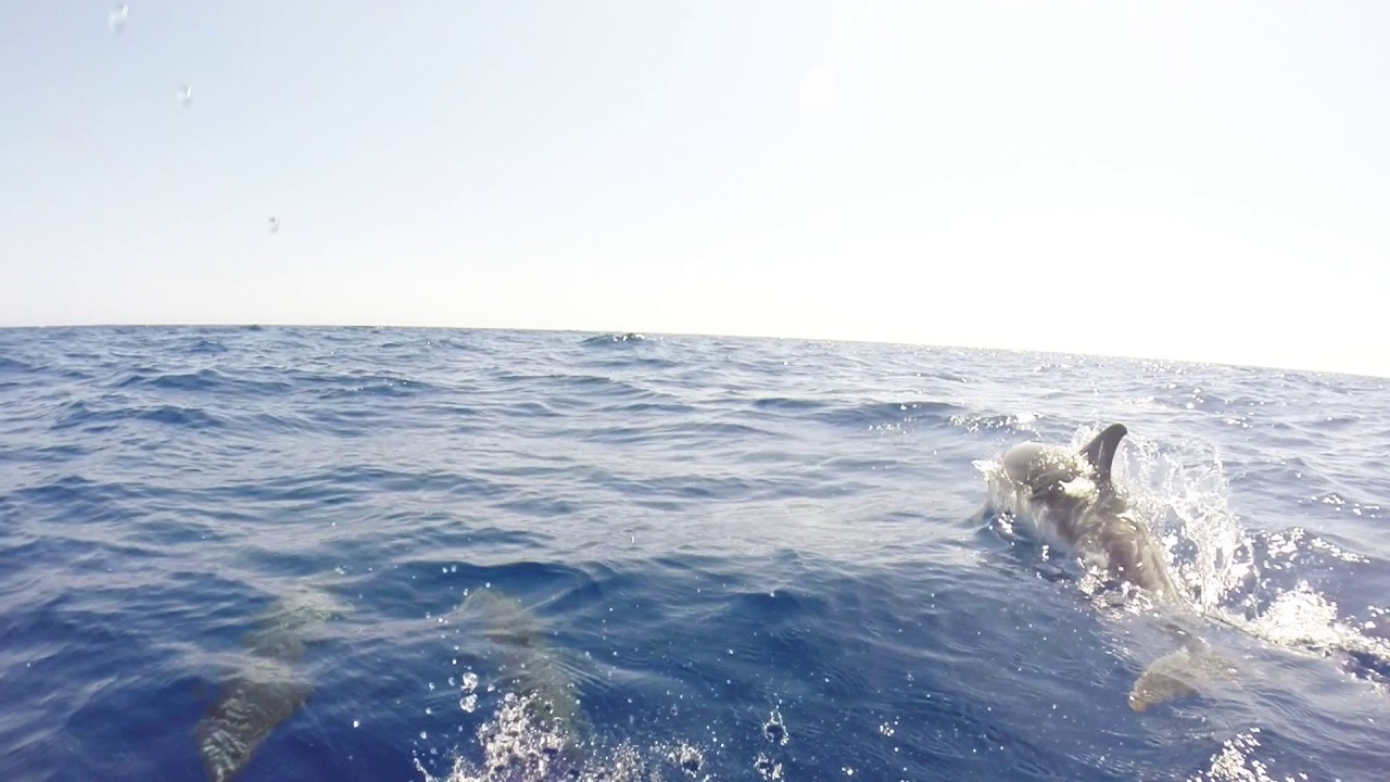 Dolphin's eye view, Sail Cloudy Bay