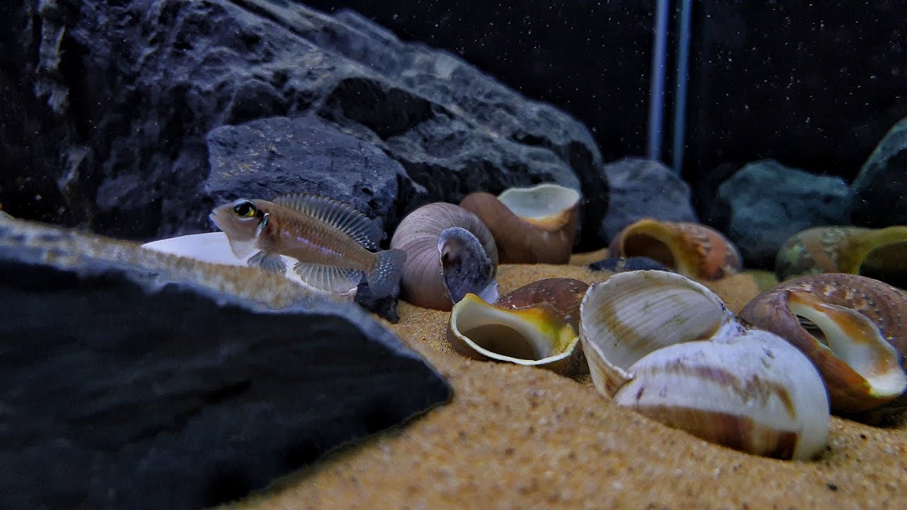 Wild Lamprologus Ocellatus