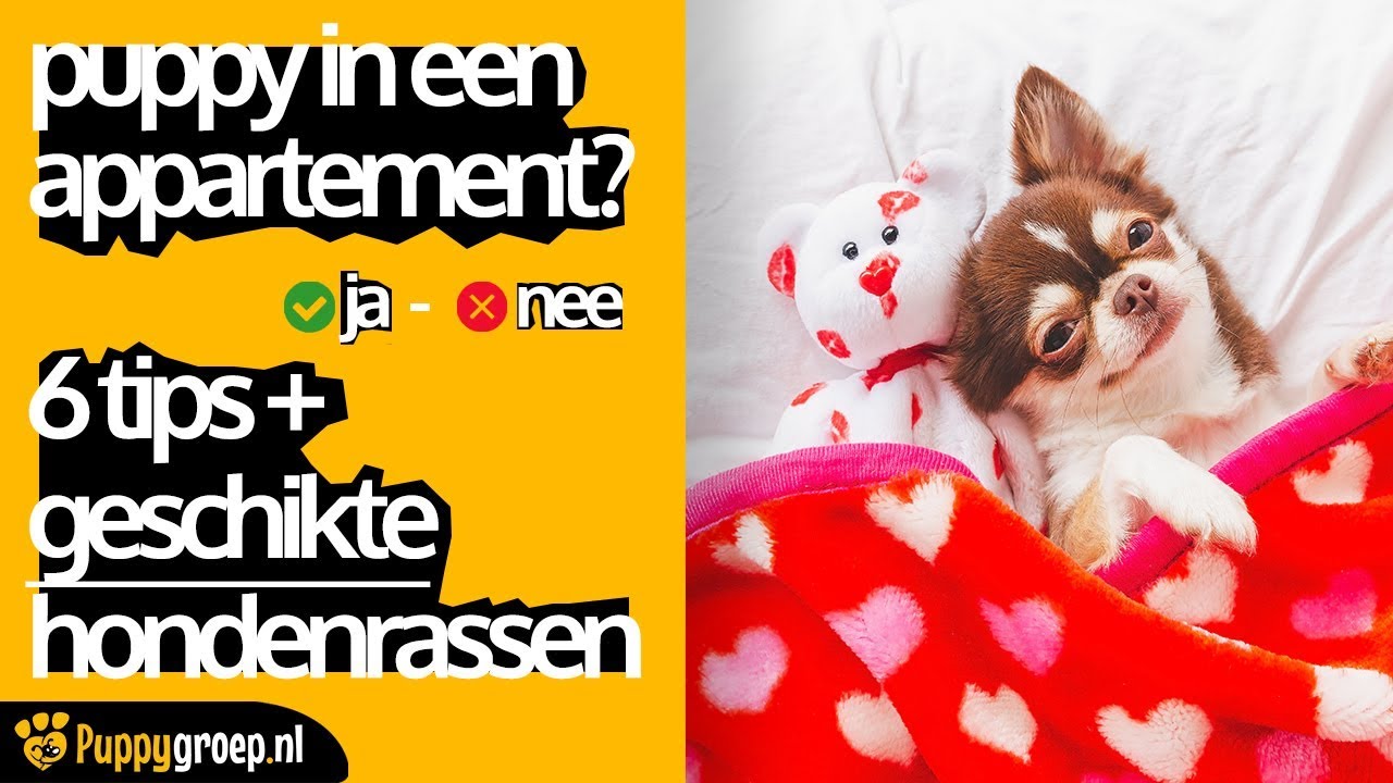 PUPPY IN APPARTEMENT (WELKE HONDENRASSEN GESCHIKT VOOR APPARTEMENT? + 6 PUPPY OPVOEDEN TIPS)