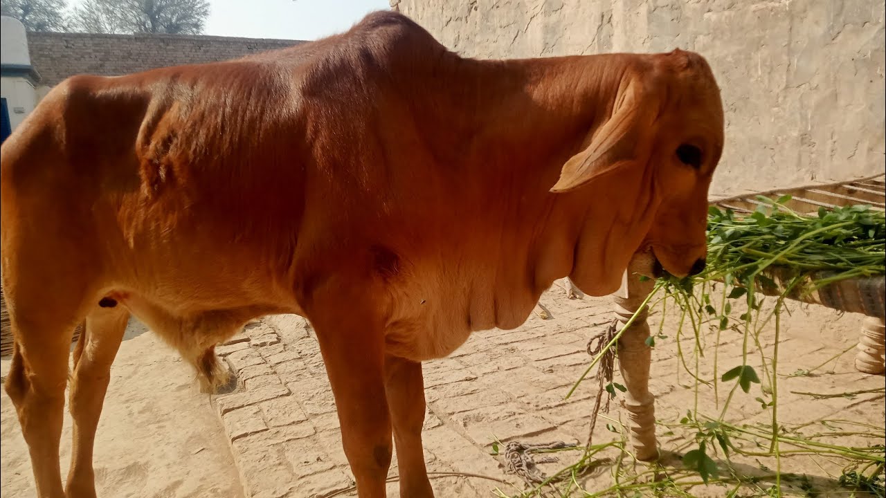 badi Khushi New gane le Aaye 😍😍🥰