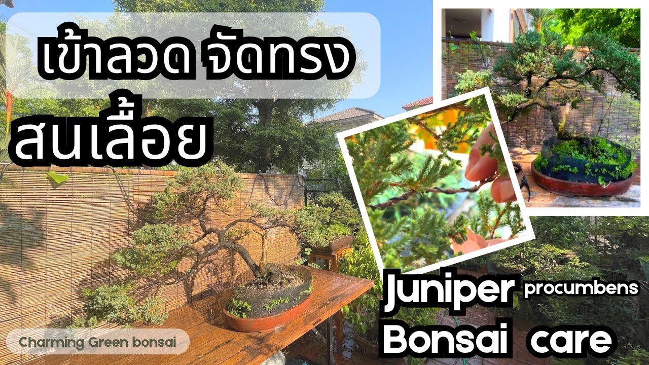 Ep:16 วิธีที่ถูกต้องในการตัดแต่งกิ่ง เข้าลวดจัดทรงสนเลื้อยบอนไซ juniper procumbens bonsai care